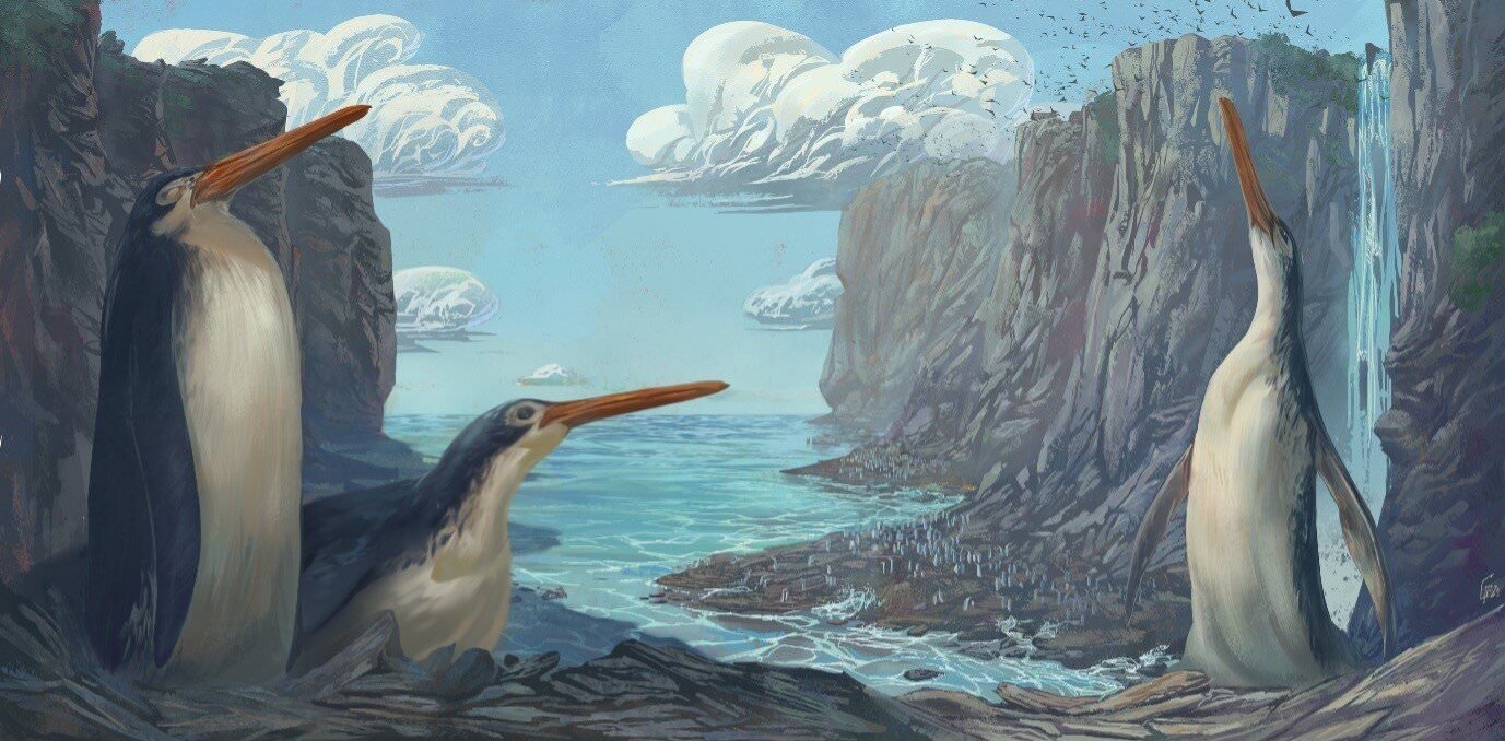 Manchot géant de Kairuku