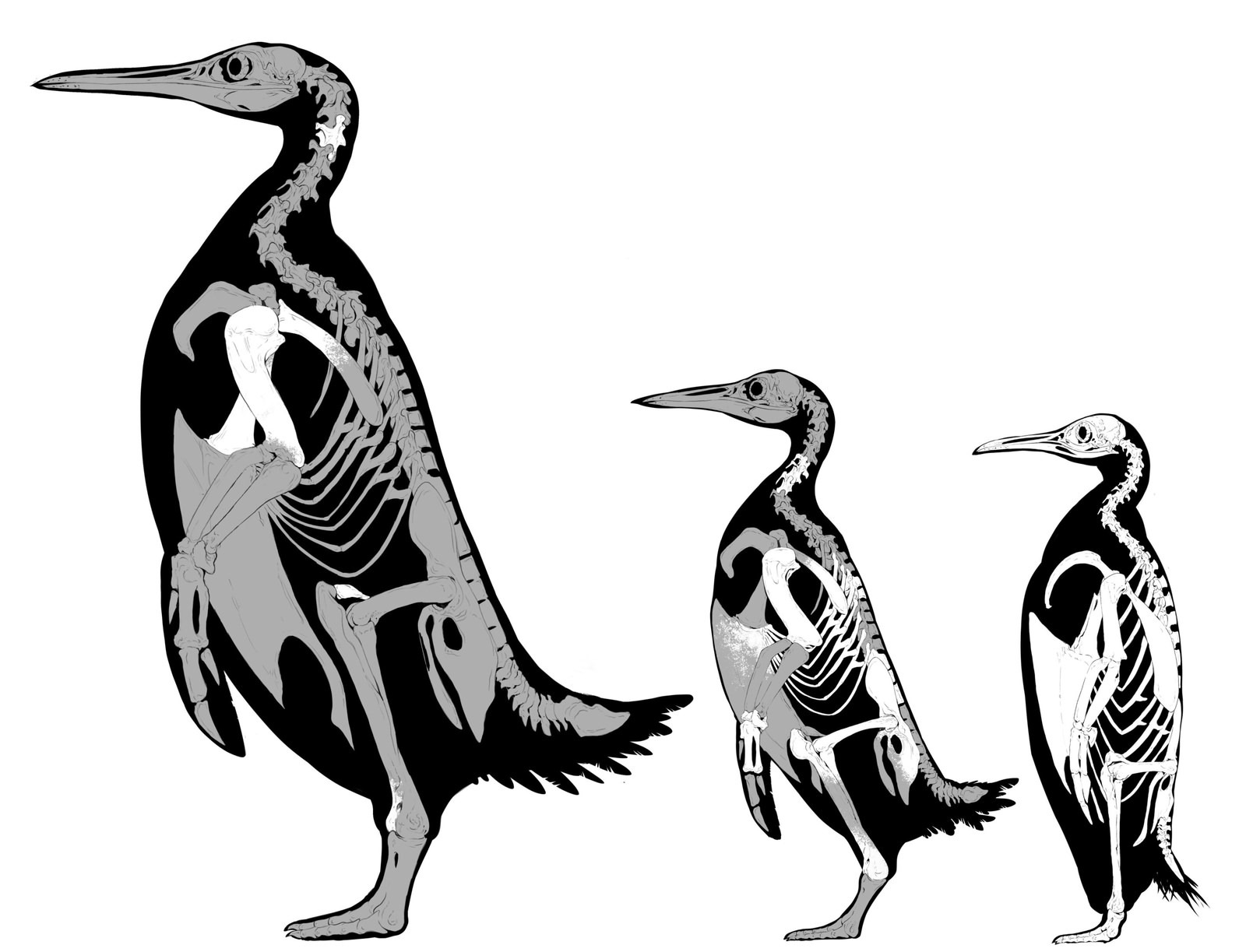 Squelettes de manchots : Kumimanu Fordycei, Petradyptes stonehousei & manchot empereur.