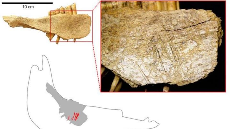 Mandibule d'un cheval