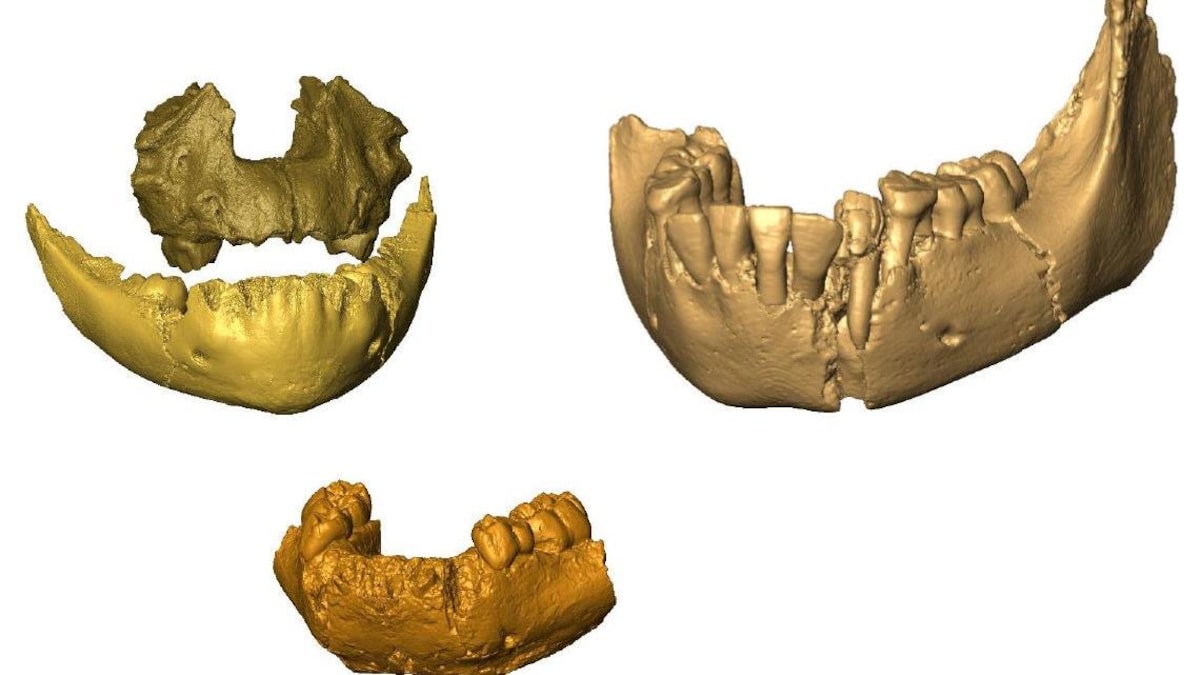Mandibules d'Homo erectus (Ethiopie) et d'Homo habilis (Afrique du Sud), il y a 2 à 2,2 millions d'années.