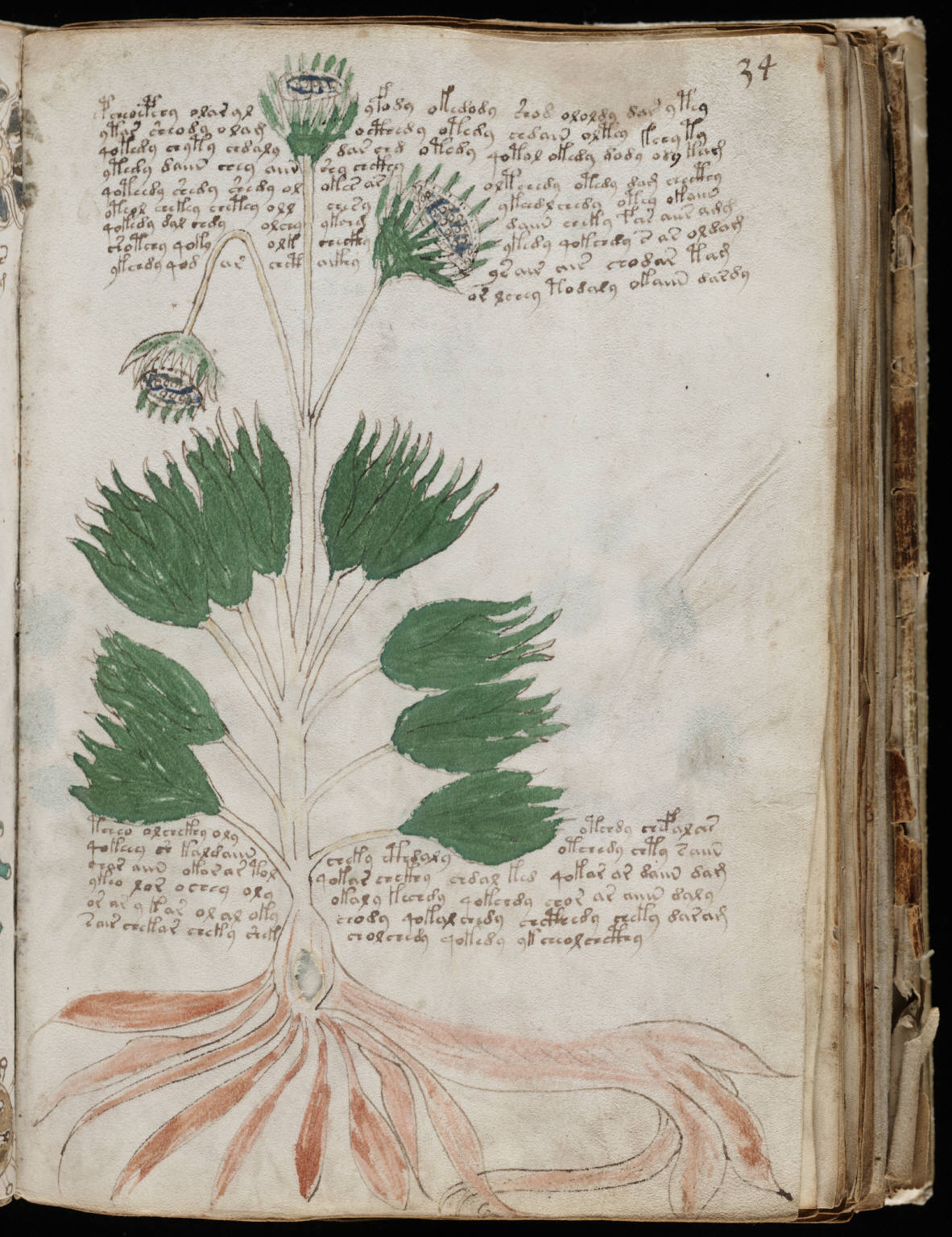 Page 34 (herboristerie) du manuscrit de Voynich.