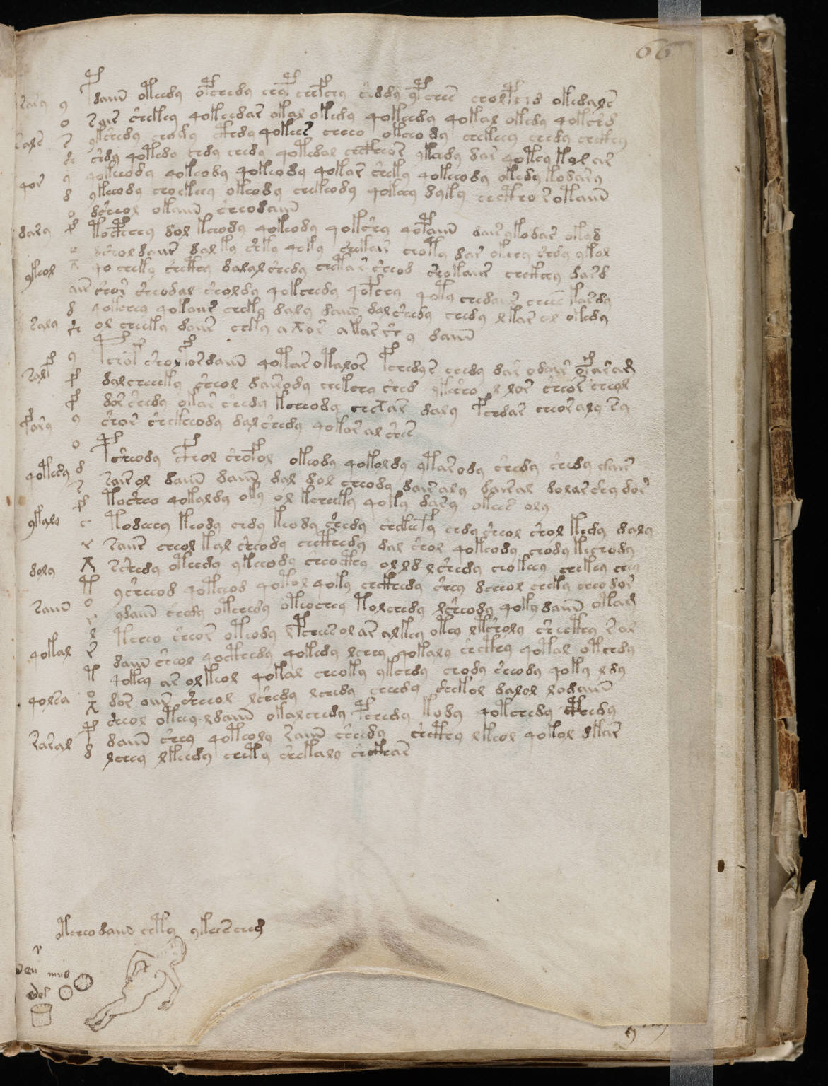 Page 66 (recette) du manuscrit de Voynich.