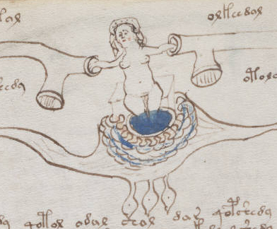 Page 77 (anatomie) du manuscrit de Voynich.