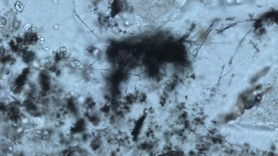Microfossiles procaryotes Archaea vieux de 3,42 milliards d'années.