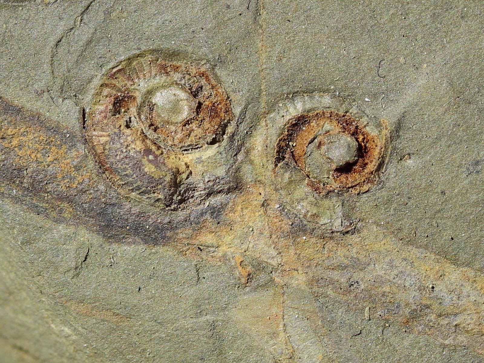 Mollusques fossilisés dans la montagne Noire (Aude, France), il y a 470 millions d'années.