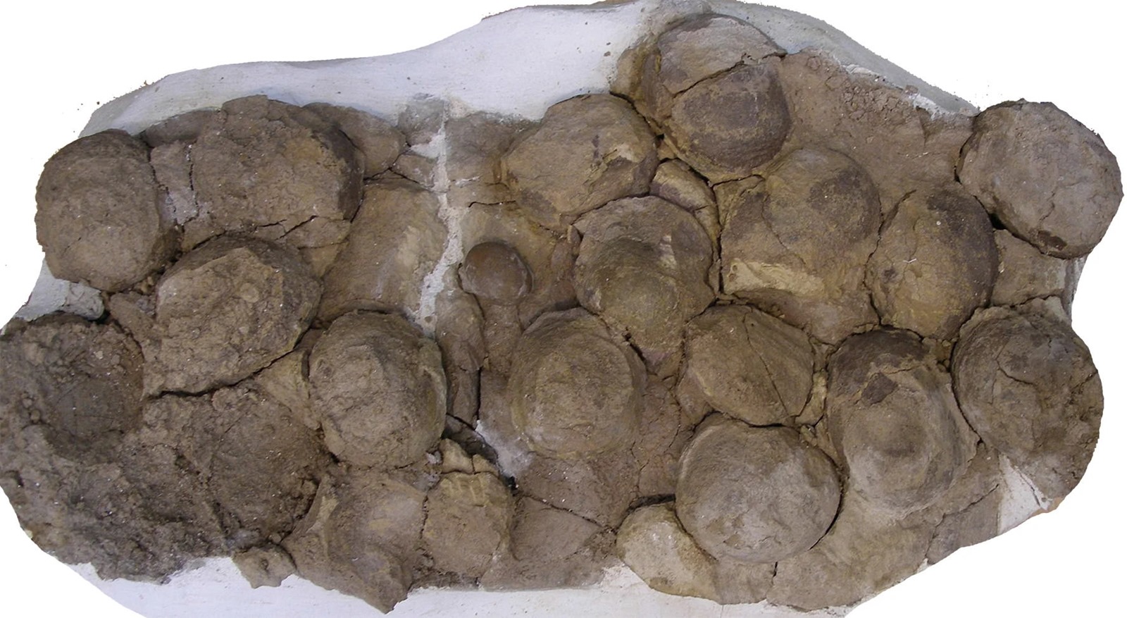 Mussaurus patagonicus