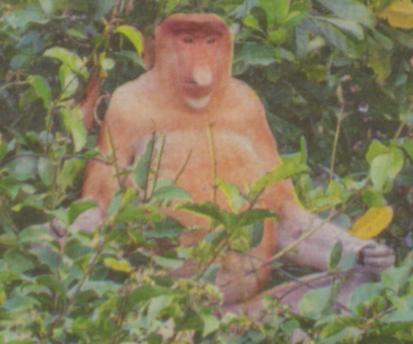 Nasique en forêt de Bornéo