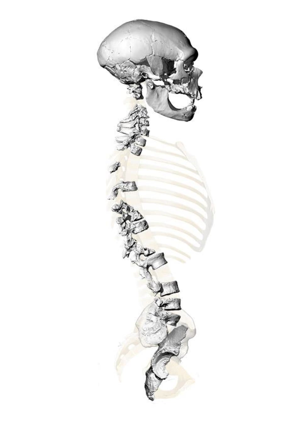 Homo néanderthalensis en colonne vertébrale