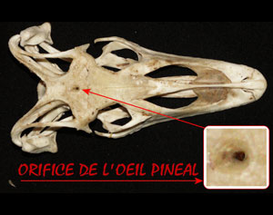 Œil pinéal de l'agnate