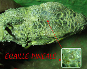 Œil pinéal de l'iguane