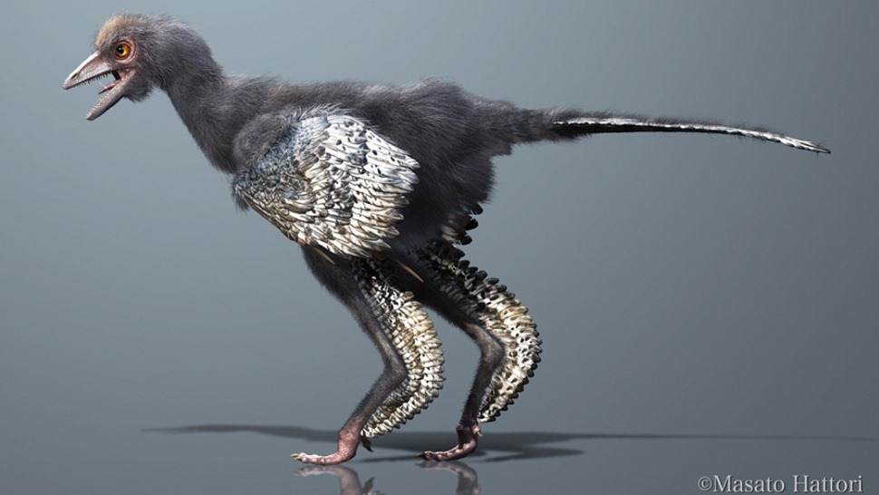 Représentation artistique de l'oiseau primitif Aurornis.