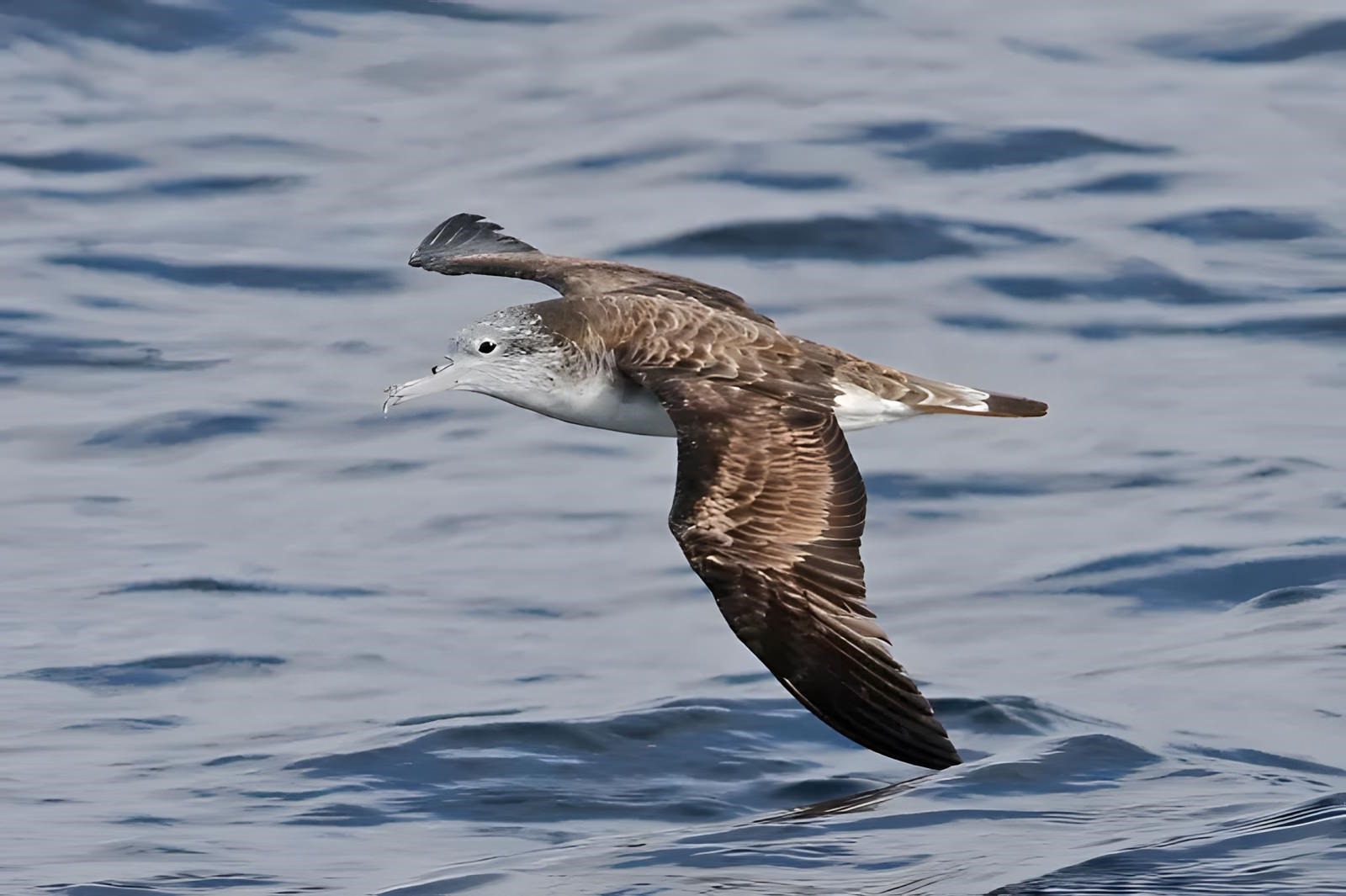 Puffin leucomèle (Calonectris leucomelas) au-dessus de l'Océan Pacifique, au large du Japon.