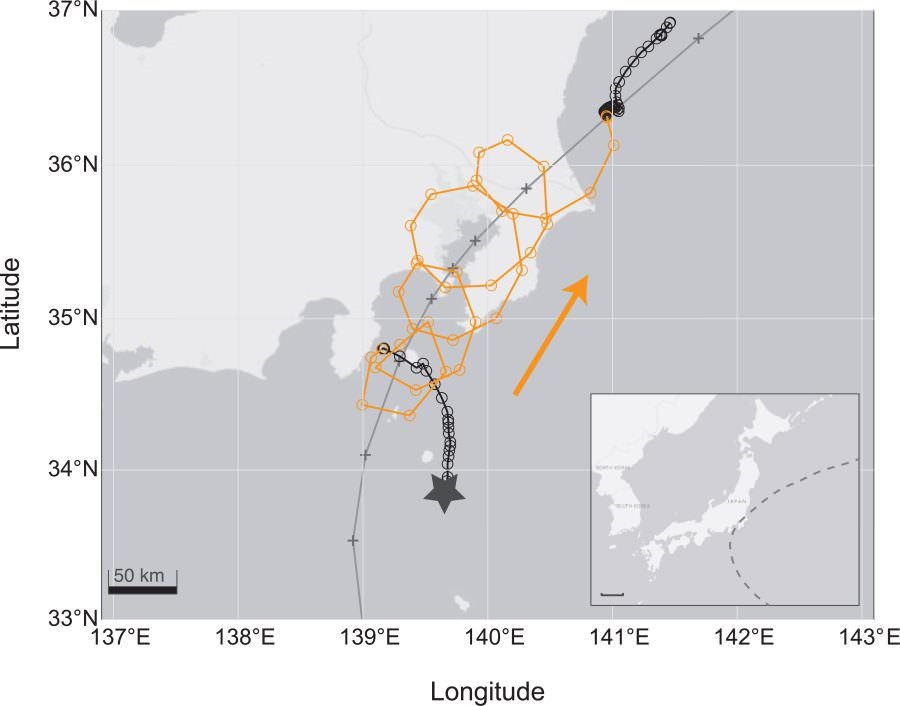 Puffin leucomèle (Calonectris leucomelas) voyagant dans un ouragan dans l'Océan Pacifique, au large du Japon.