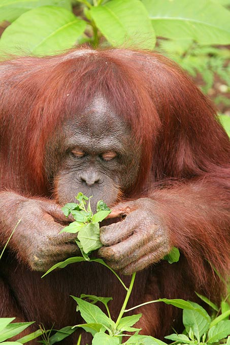Orang-outan en mode Druide ou Pharmacologie.