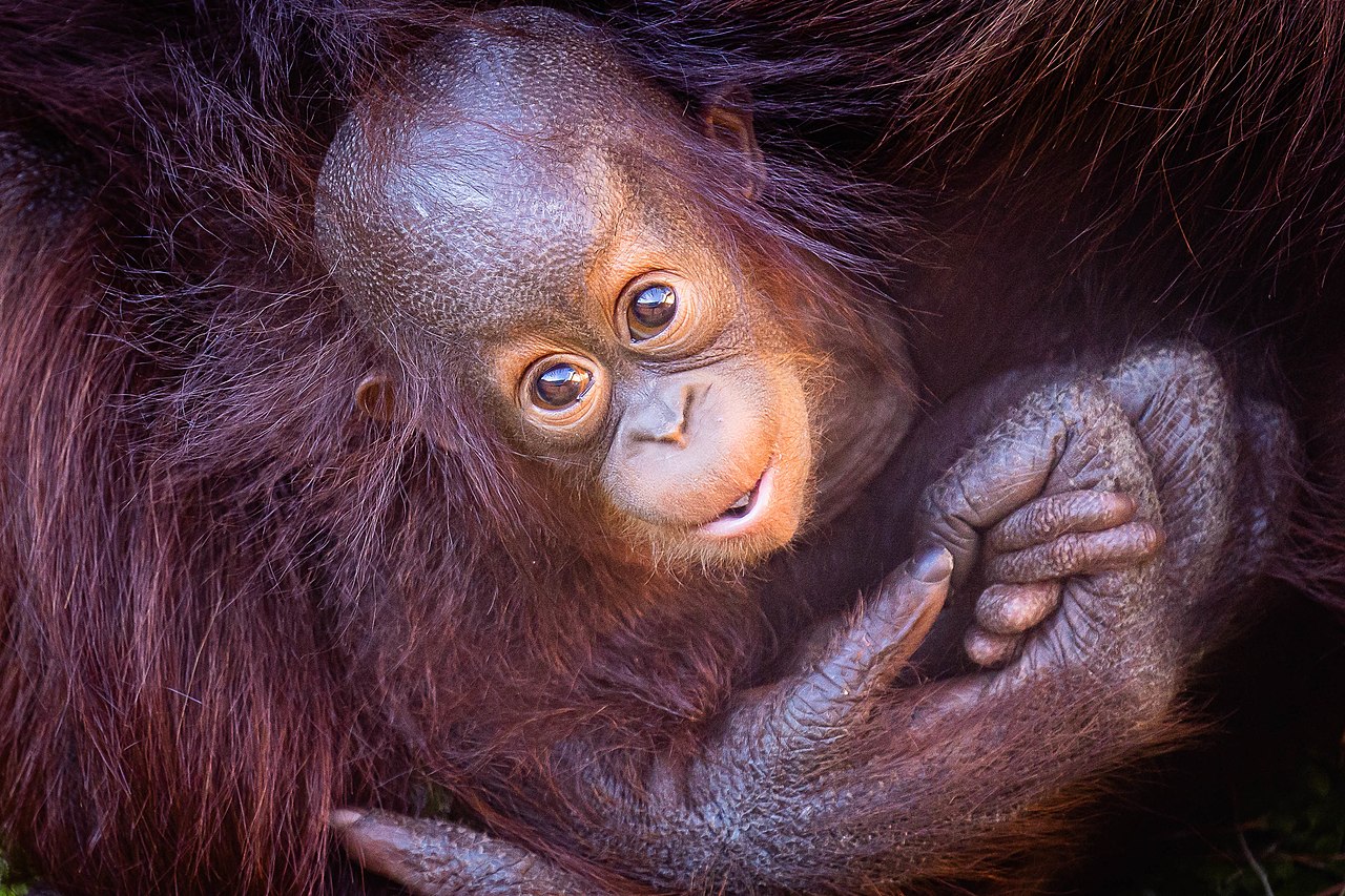 Femelle otang-outan de 6 mois dans le zoo de Little Rock.