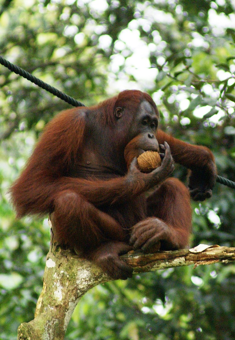 Otang-outan dans la réserve de la forêt Semenggok (Sarawak, Born´o, Malaisie).