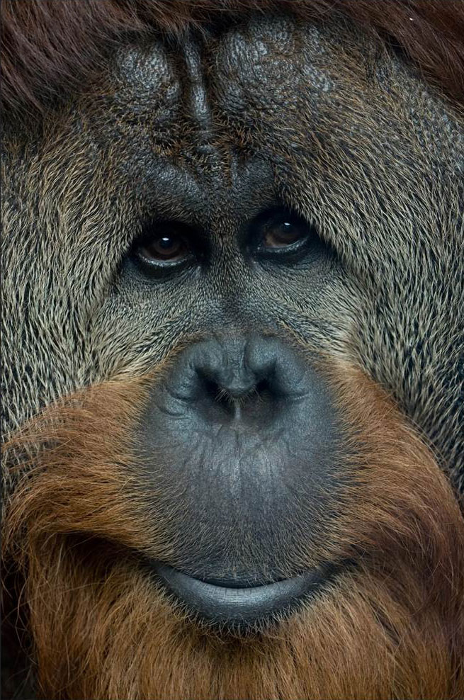 Visage d'un orang-outan.