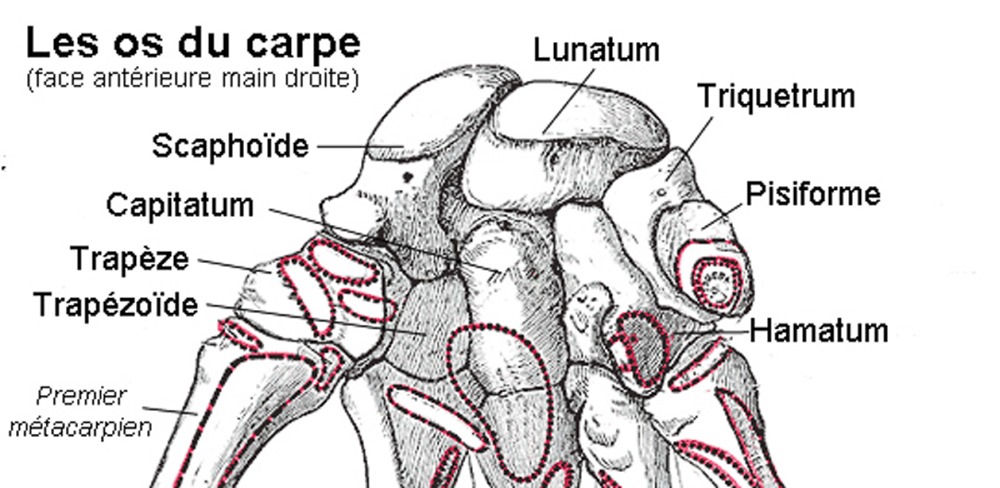 Os du carpe d'un humain