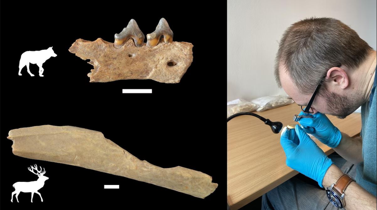 Fragment d'os de loup & de cerf à Ranis en Allemagne, vieux de 45 000 ans.