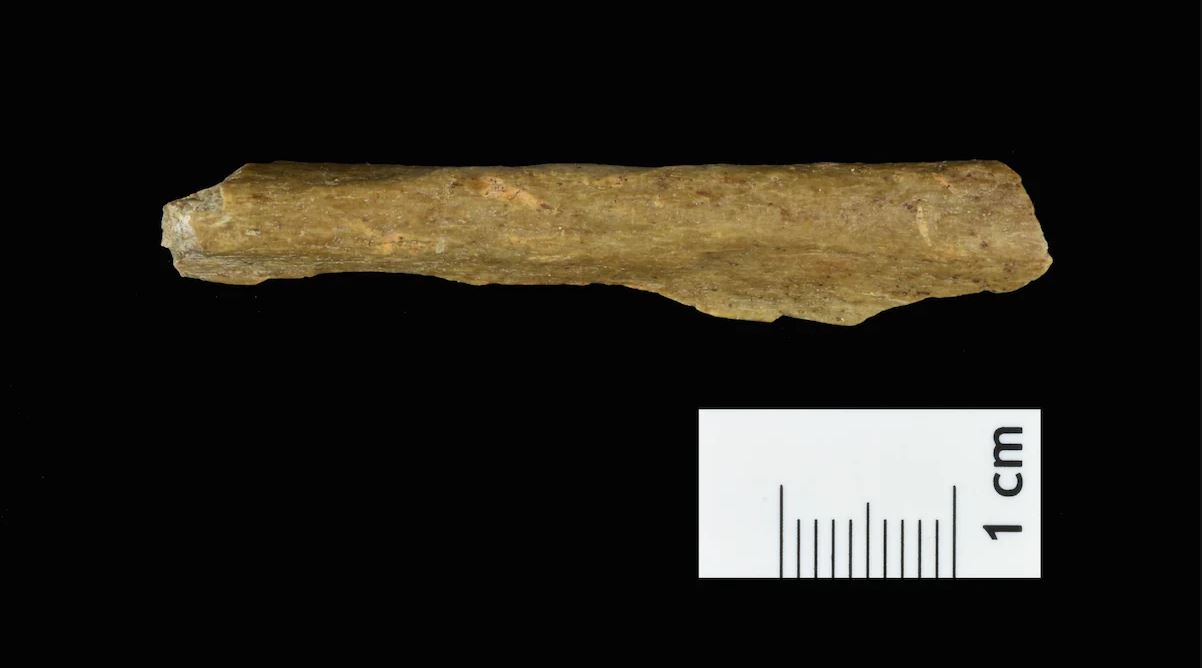 Fragment d'os humain, à Ranis en Allemagne, vieux de 45 000 ans.