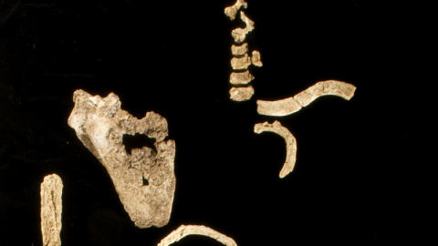 Ossements d'un australopithecus afarensis