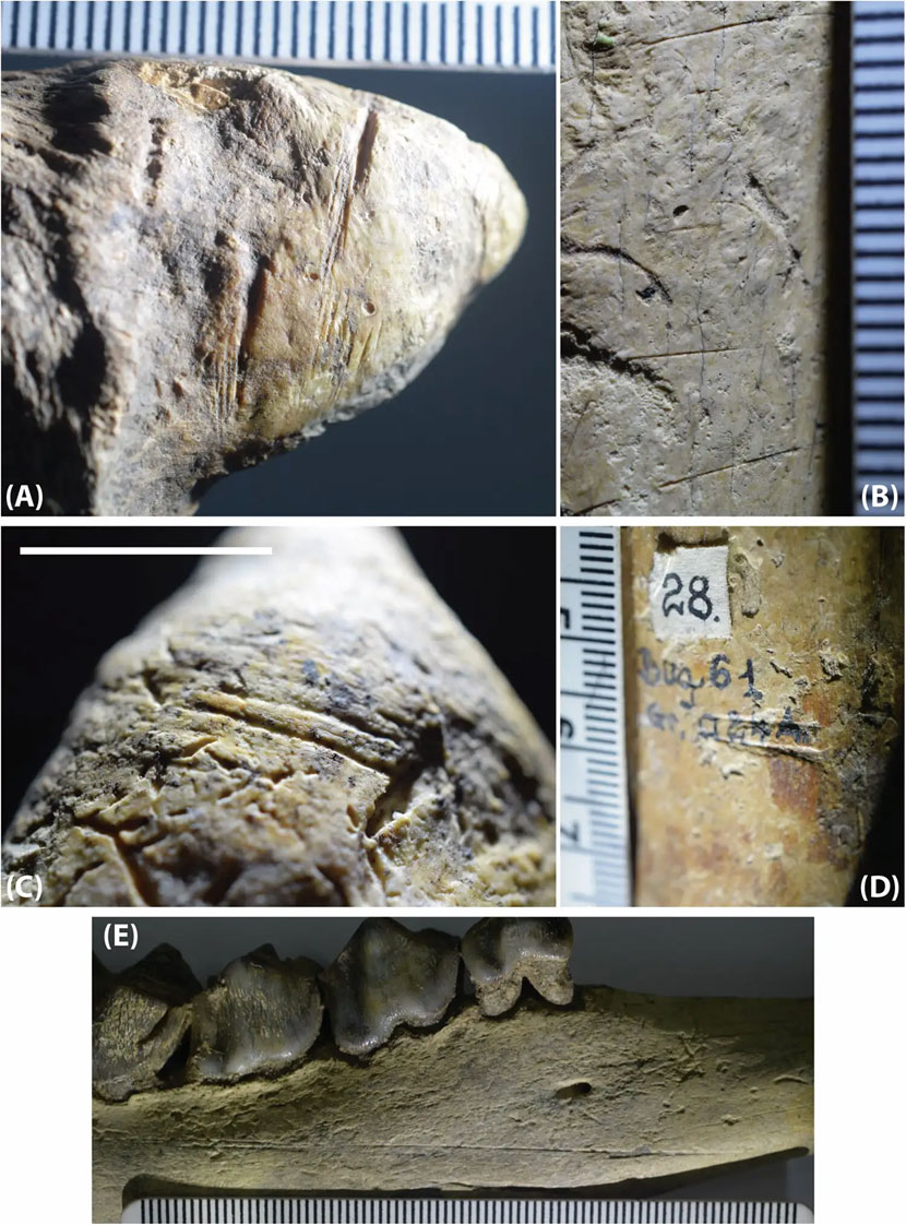 Ossements & dents d'animaux avec traces de coupe, il y a 1,95 million d'années.