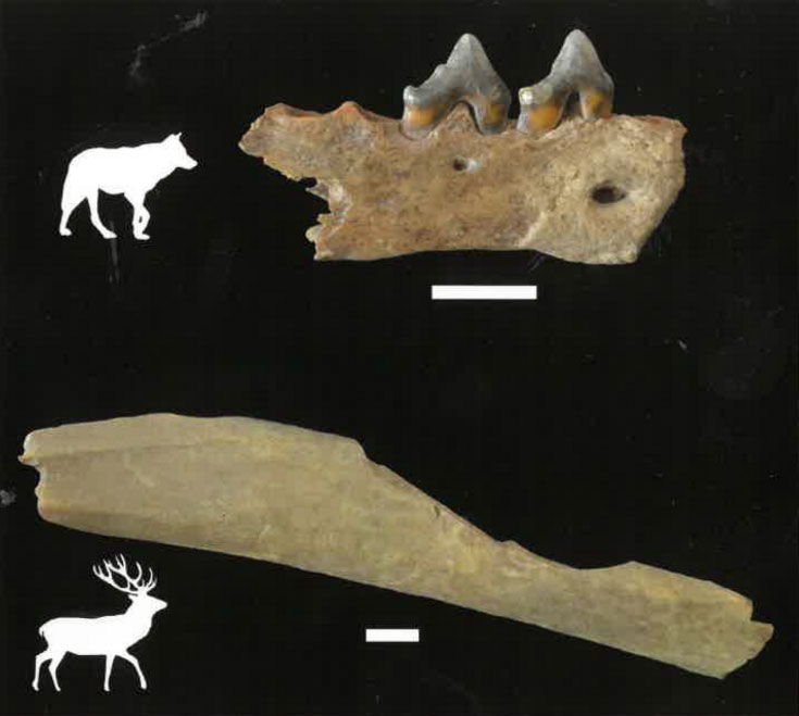 Ossements de loup et de cerf élaphe dans la grotte d'Ilsenhöhle (Ranis, Allemagne).