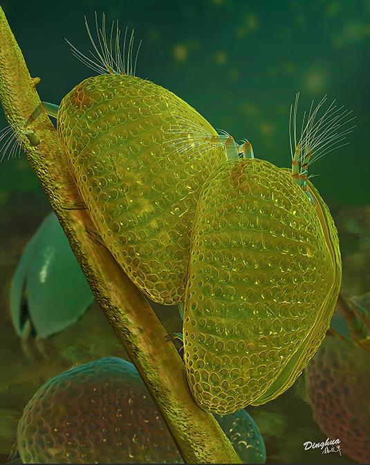 Ostracode Myanmarcypris hui