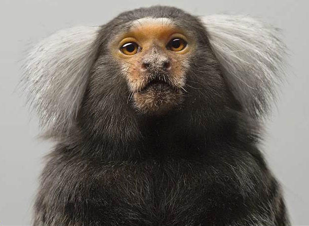 Ouistiti, singe d'Amérique du Sud.