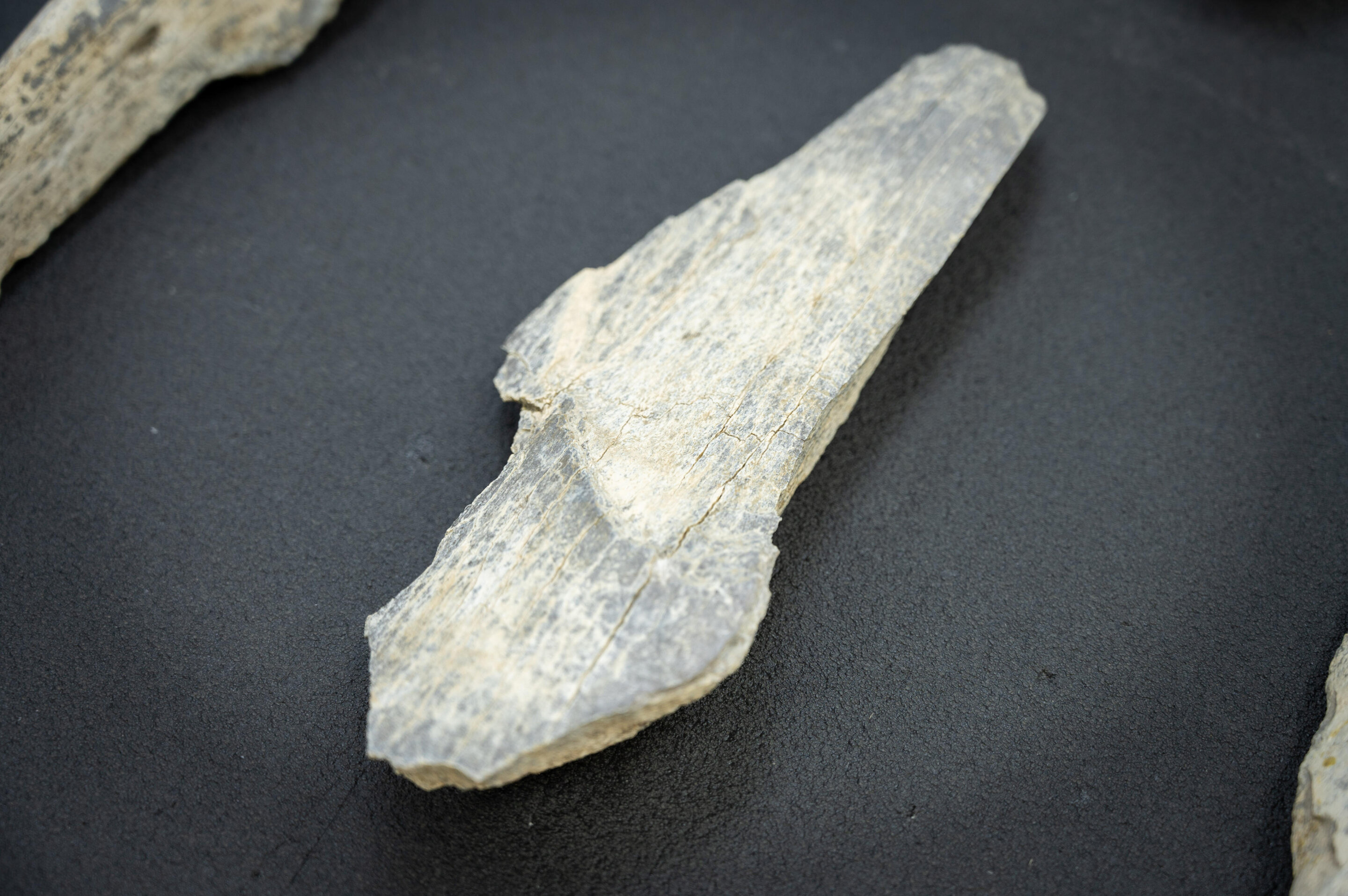 Outils en os d'éléphant, des gorges d'Olduvai en Tanzanie, vieux de 1,5 million d'années.