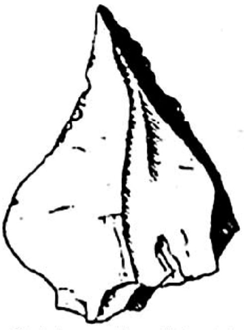 Outil tranchant, couteau, pointe de projectile ou poinçon, bulbe de percussion sur sa face opposée.