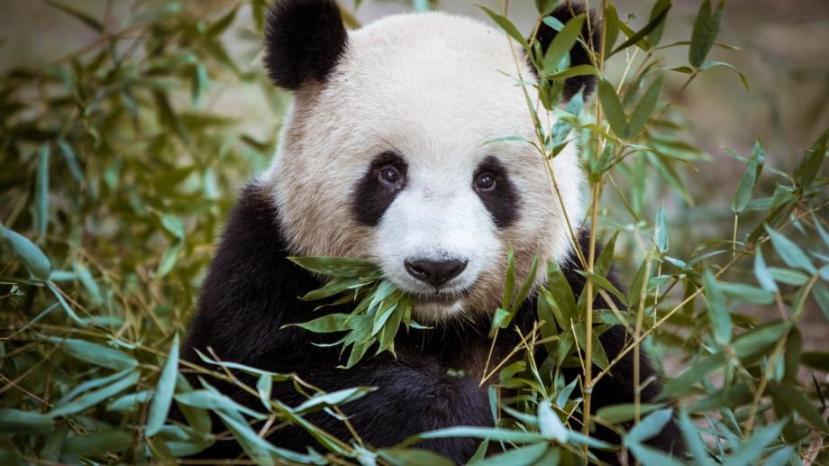 Panda géant Ailuropoda melanoleuca