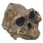 Paranthropus Boisei, crˆne