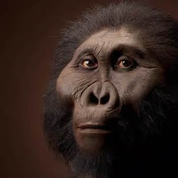 Paranthropus boisei, il y a 1,5 million d'années.