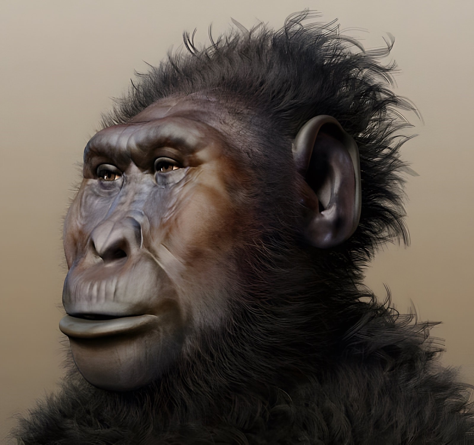 Paranthropus Boisei, portrait