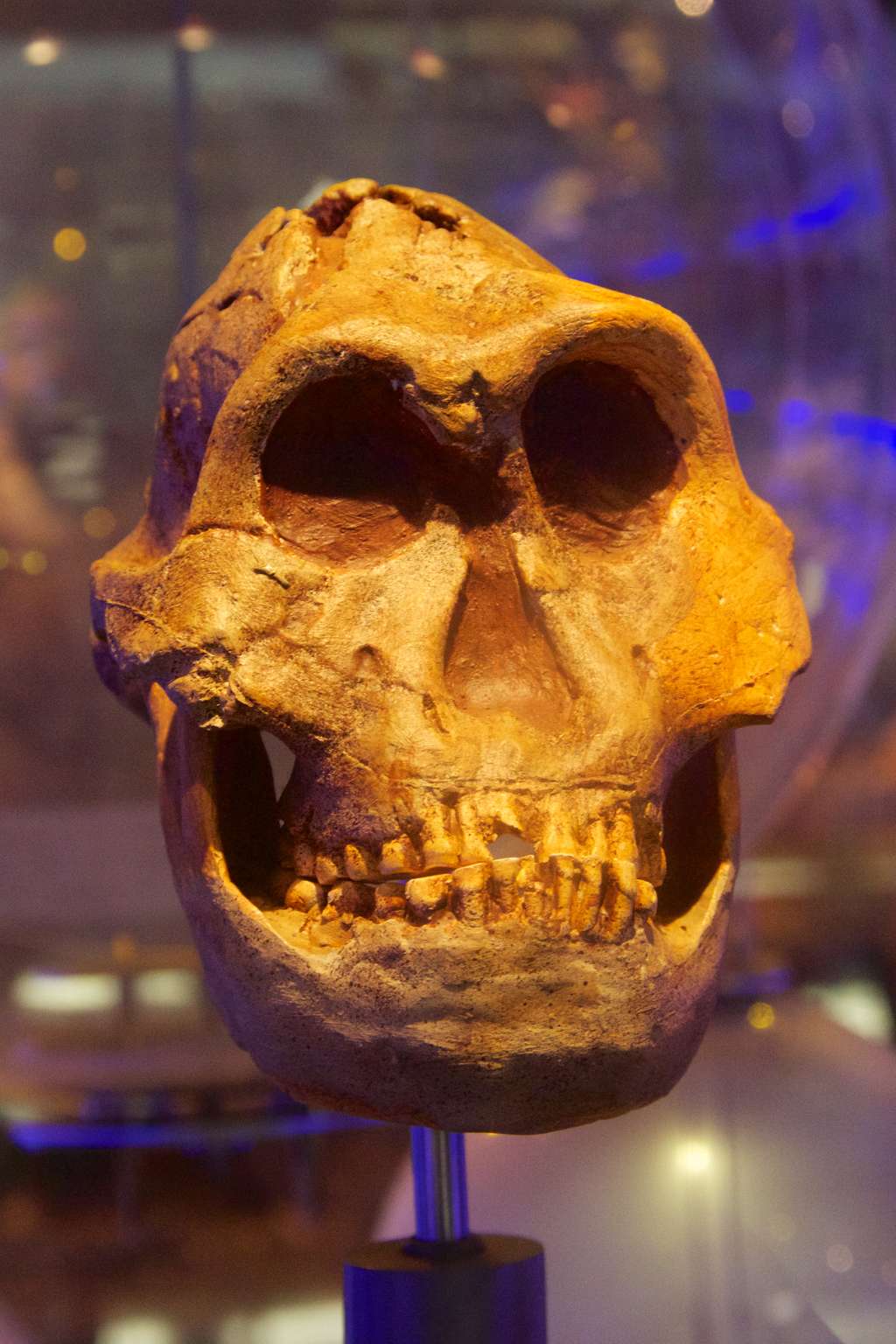 Crâne d'un Paranthropus robustus, par Mike Peel (www.mikepeel.net).
