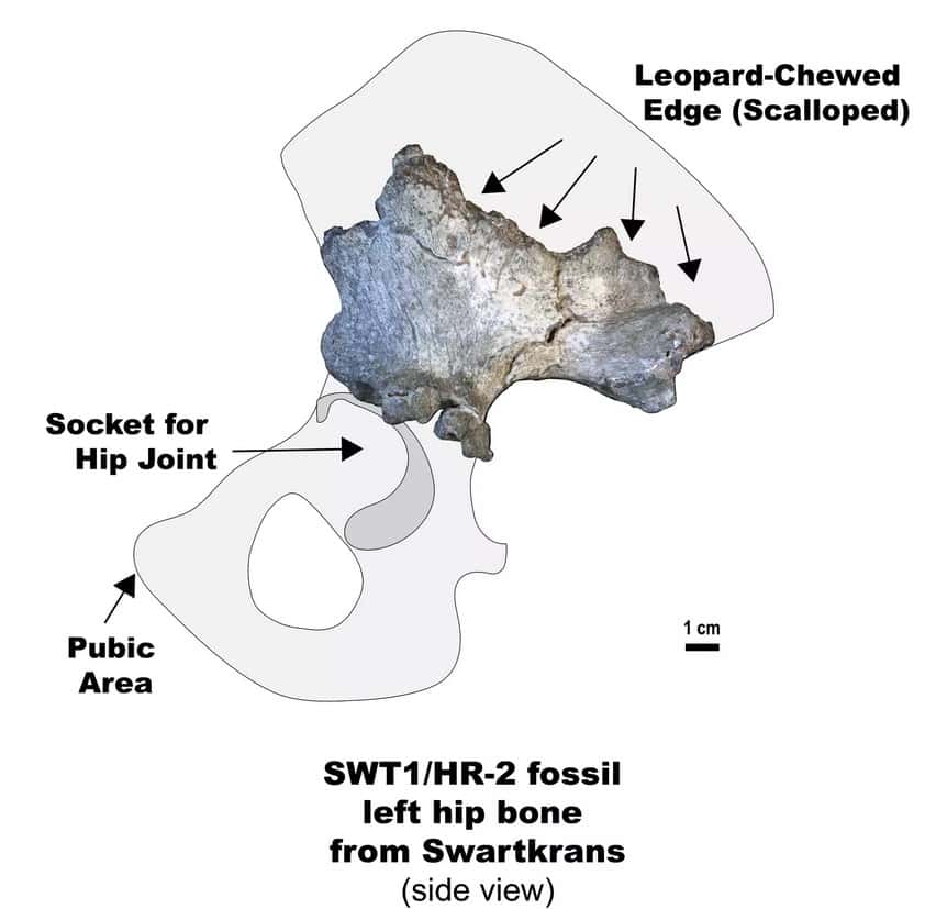 Paranthropus robustus.