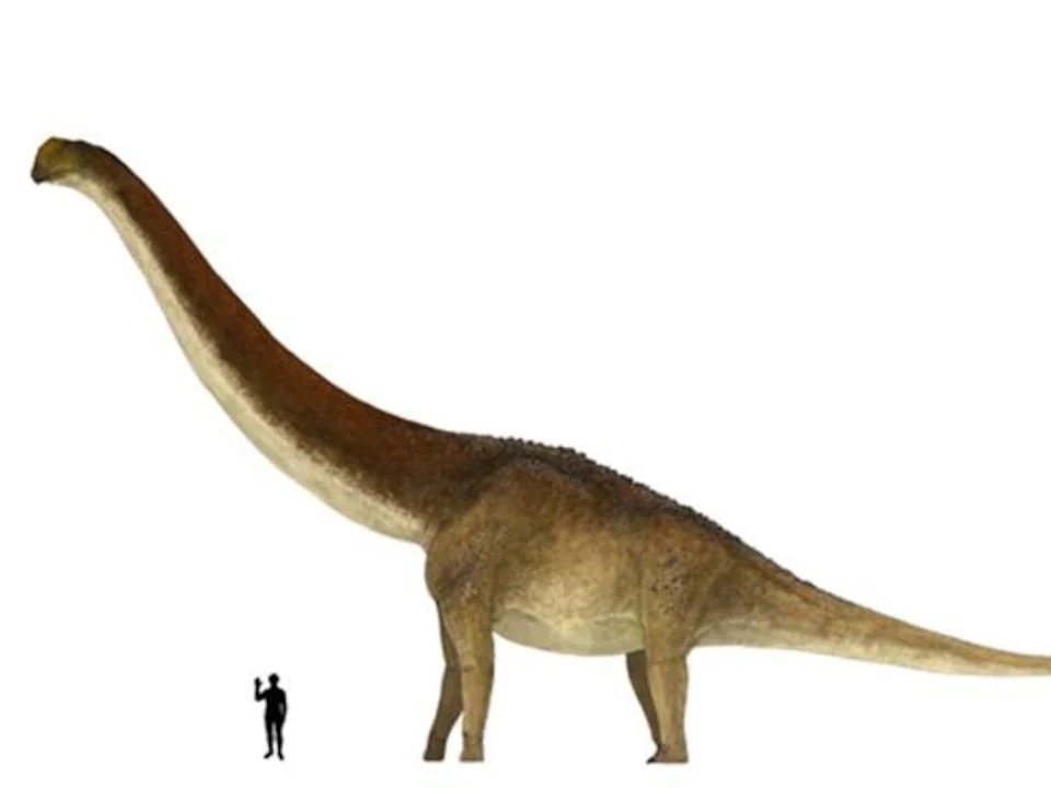 Patagotitan mayorum ou Titan de Patagonie
