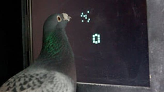 Pigeon s'exerçant sur un écran d'ordinateur à l'université de Ruhr en Allemagne.