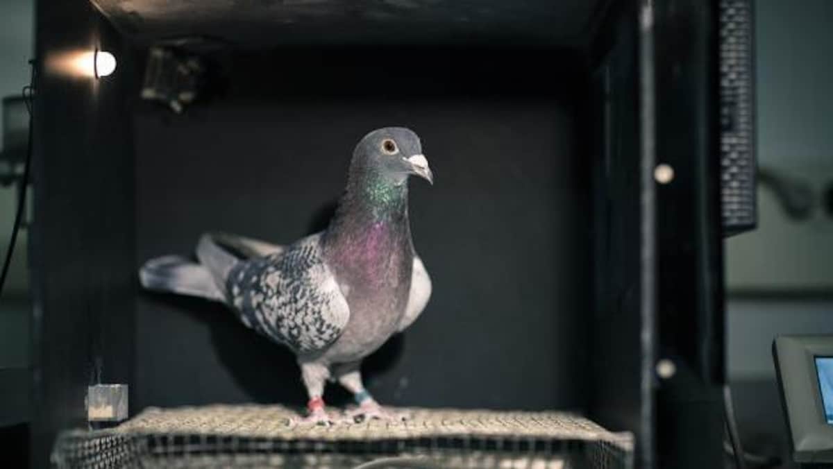 Pigeon dans une expérience avec l'université d'Otago en Nouvelle-Zélande.