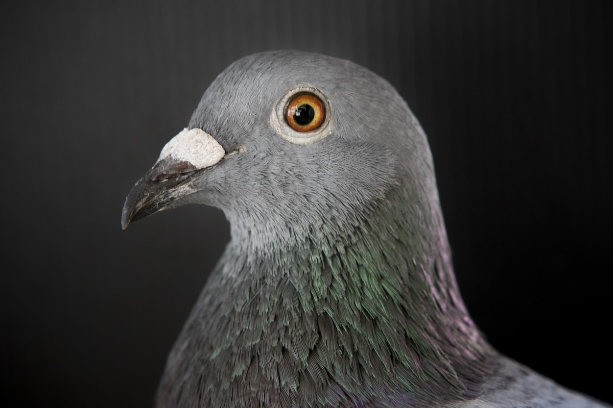 Regard d'un pigeon