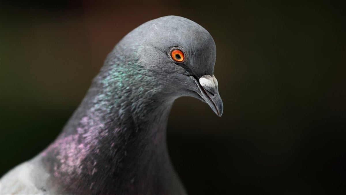 Regard d'un pigeon