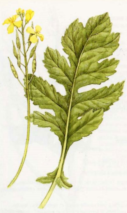 Moutarde blanche en plante
