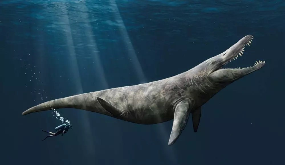 Comparaison, en taille, entre un plongeur & un pliosaure.