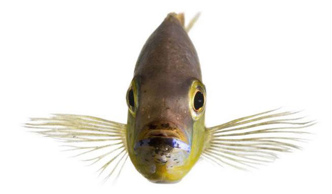 Poisson cichlidé africain natif du lac Tanganyika en Afrique de l'Est.