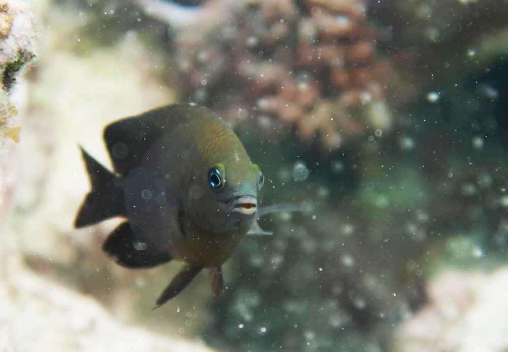 Poisson-demoiselle (Stegastes diencaeus)