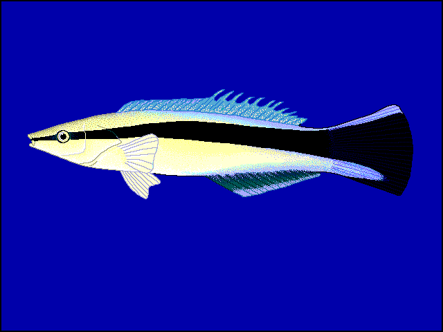 Poisson nettoyeur (Labradoides dimodiatus).
