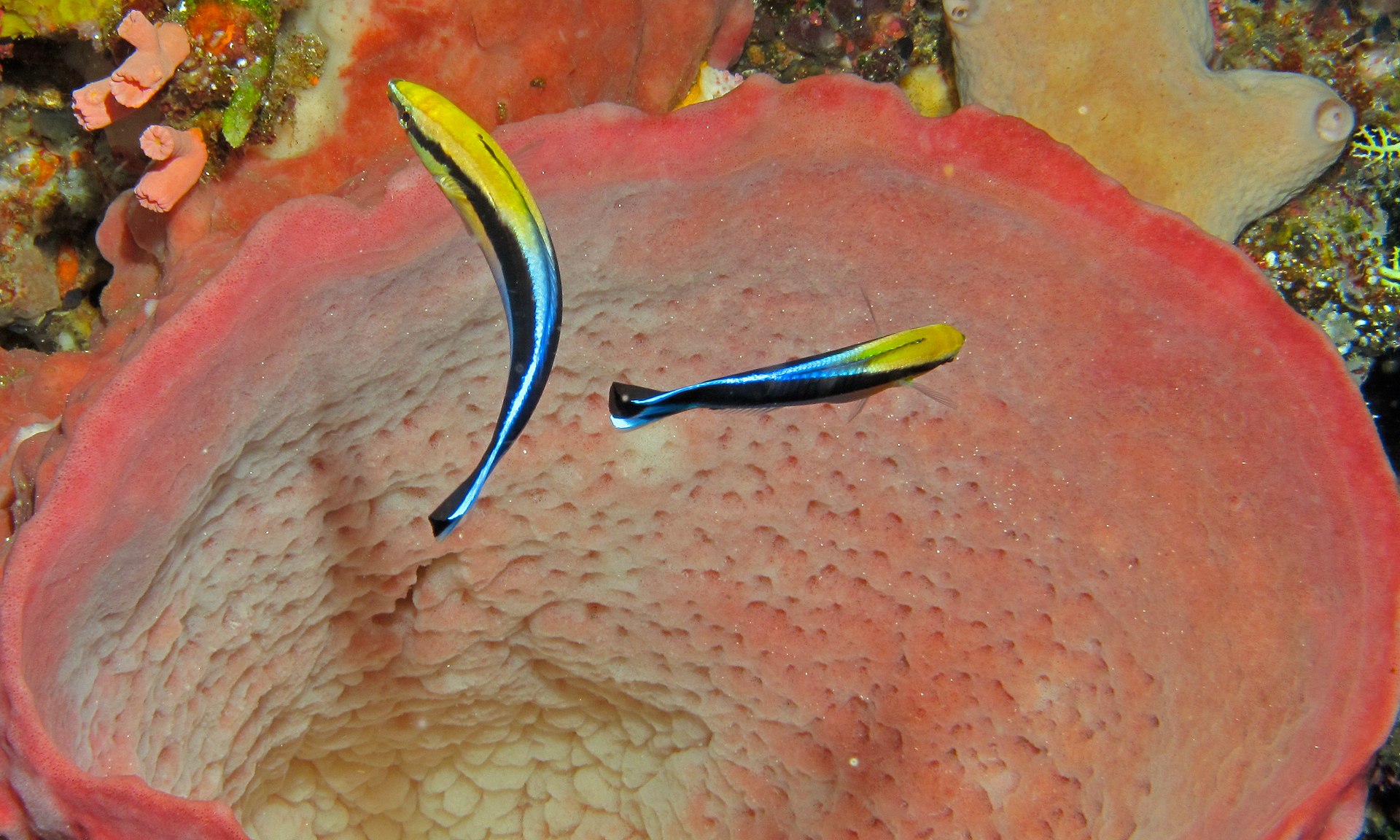 Poisson nettoyeur (Labradoides dimodiatus).