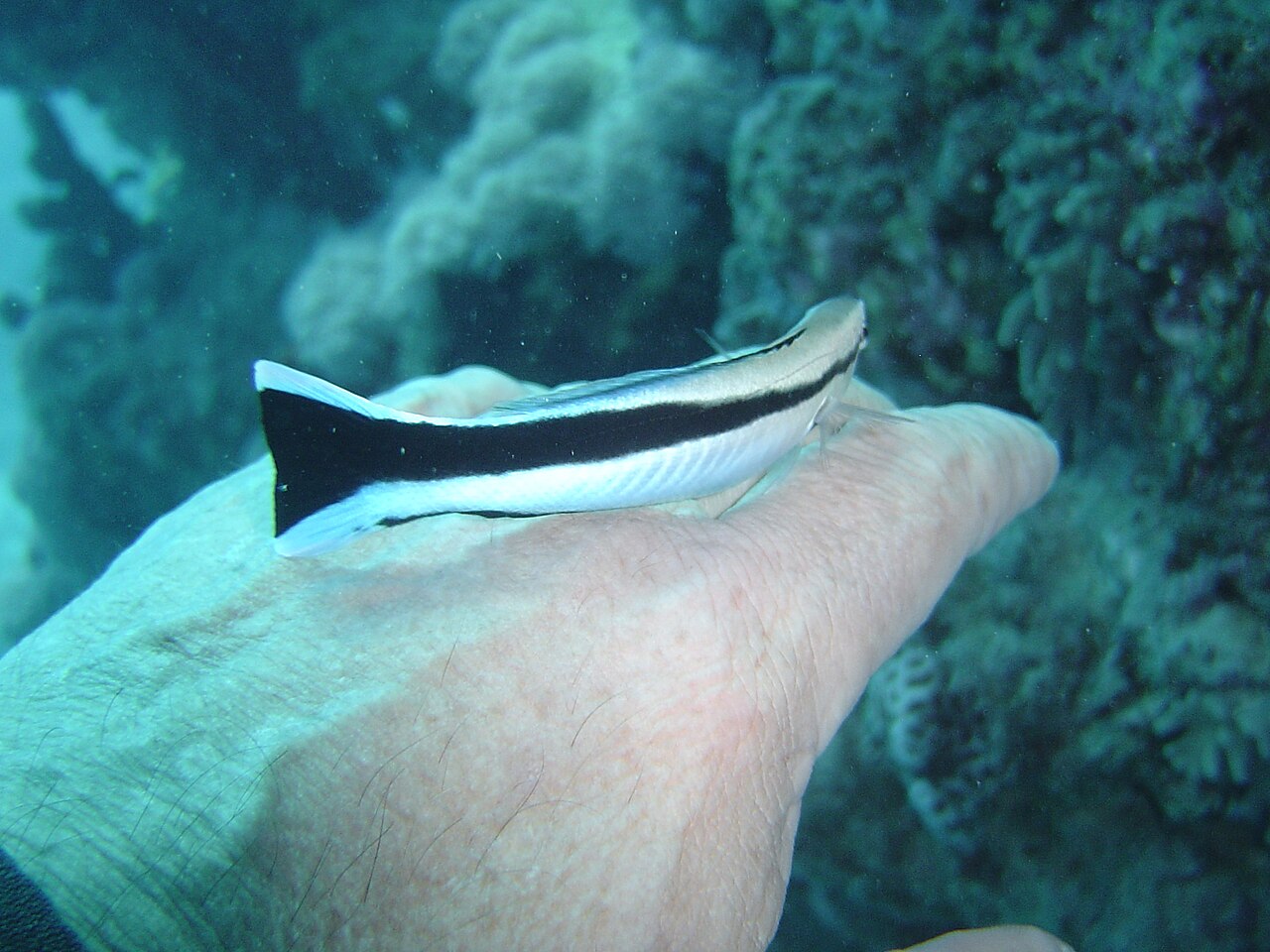 Poisson nettoyeur (Labradoides dimodiatus), sur la main.