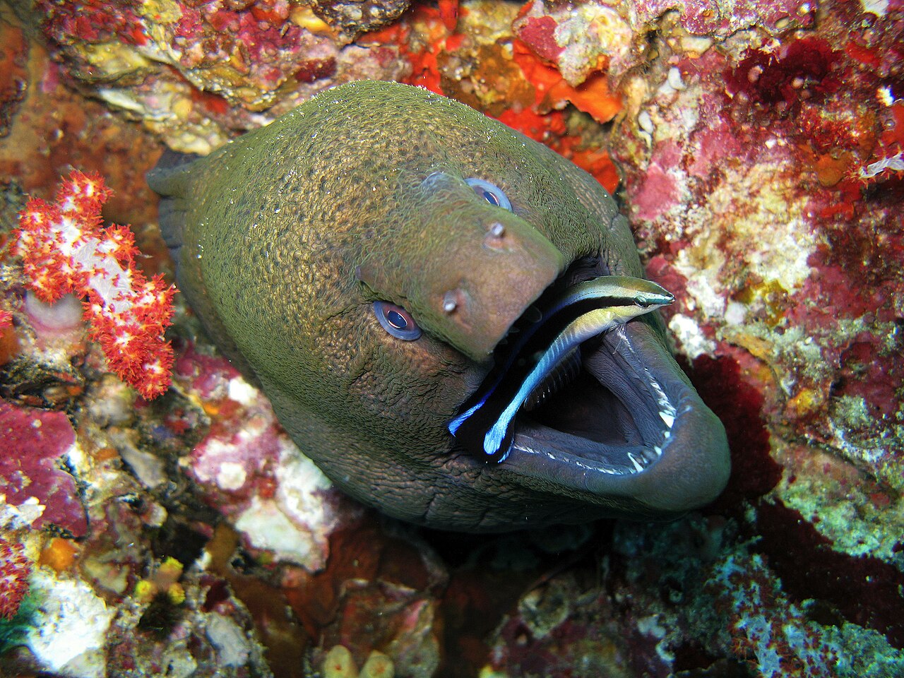 Le poisson nettoyeur faisant la toilette buccale de la murène géante.
